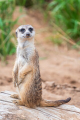 Meerkat, Suricata suricatta, on hind legs. Portrait of meerkat standing on hind legs with alert expression. Portrait of a funny meerkat sitting on its hind legs.