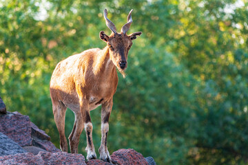 Markhor female on the rock. Latin name - Capra falconeri. Wild goat native to Central Asia, Karakoram and the Himalayas