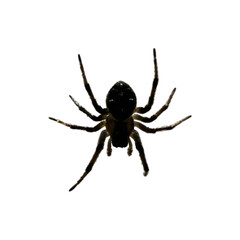 Black spider on white background perfect for Halloween, fear, arachnids, or insect studies