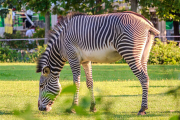 Grevy's zebra, lat Equus grevyi, also known as the imperial zebra eats green grass.