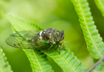 A cicada sitting on a fern in Highlands Hammock State Park in Highlands County, Florida. this is a composite of six macro images taken close together to get multiple parts of the cicada in focus.