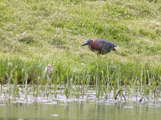 Closeup of Green Heron walking in grass by the edge of a pond in springtime in Muskoka