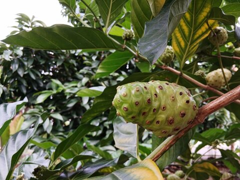 Ripe noni fruit on the tree.