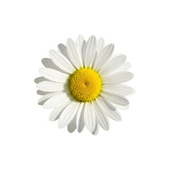 Fresh White Daisy Flower with Yellow Center &ndash; Nature and Wellness Symbol