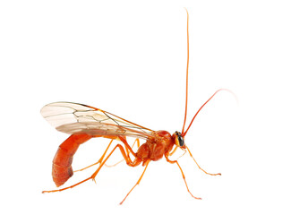 Ichneumon wasp, parasitic isolated on white, side view