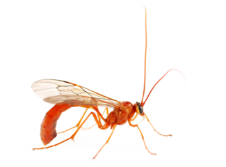 Ichneumon wasp, parasitic isolated on white, side view