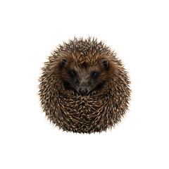 Obraz premium Adorable Hedgehog Curled into a Ball with Spiky Fur Fully Visible