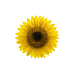 Fototapeta premium Bright Yellow Sunflower Bloom with Full Petals on White