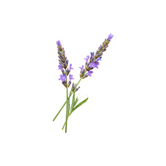 Obraz premium Fresh Lavender Stems with Purple Blooms on White