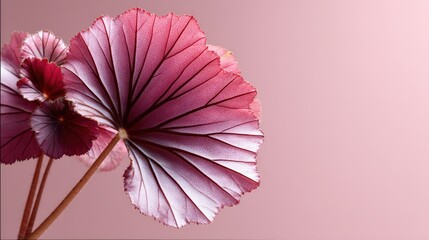 Vibrant Begonia Leaf Isolated on Pastel Background in Macro View