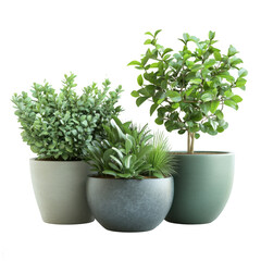 Fototapeta premium Trio of decorative potted plants showcasing vibrant greenery in a minimalist setting