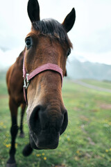 Portrait of a brown horse