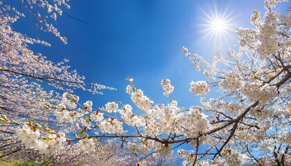 white cherry blossoms blooming on tree branches with a bright sun and clear blue sky in the background