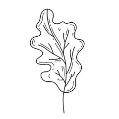 Oak Leaf outline illustration. Hand drawn doodle style autumn leaf. Isolated Editable stroke element