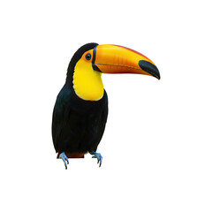 Colorful toucan bird with bright yellow beak sitting calmly on a white background