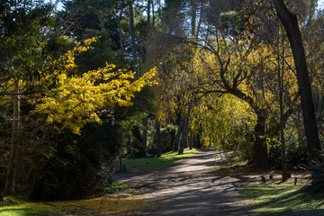 Caminando por el bosque en Carilo