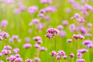 Verbena bonariensis flowers, Argentinian Vervain or Purpletop Vervain, Clustertop Vervain, Tall Verbena, Pretty Verbena, in garden
