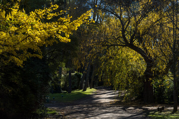 Camino en el bosque de Carilo