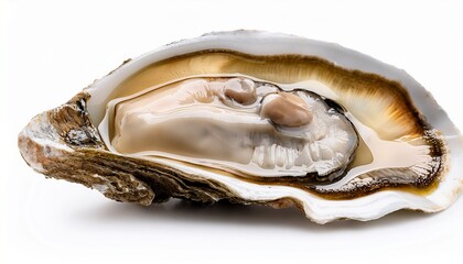 fresh oyster on white background