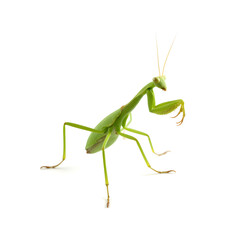green praying mantis, isolated on a clean white background, detailed legs, vibrant color