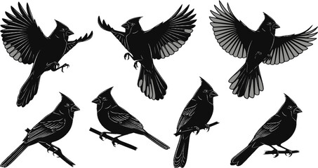 Obraz premium Cardinal Bird Silhouette Vector Illustration set 