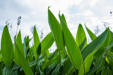 Large Green Plant Leaves Growing Upward Against Blue Sky with Wildflowers