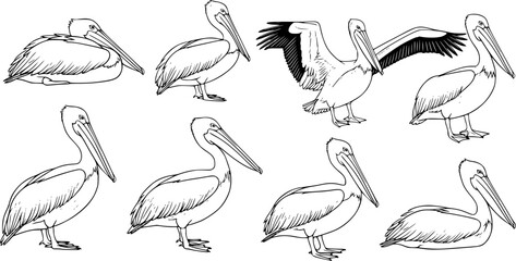 Fototapeta premium Pelican Bird Silhouette Vector Illustration set 