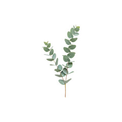 Long eucalyptus stems with small green leaves, signifying calm, wellness, and botanical elegance