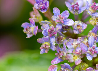 雨に濡れた額紫陽花の真花