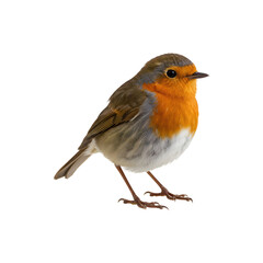 Fototapeta premium European Robin Bird Standing Alone for Nature or Winter Card Designs