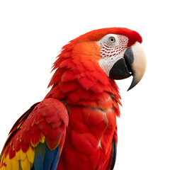 Obraz premium red macaw, isolated on a clean white background, detailed feathers, high contrast