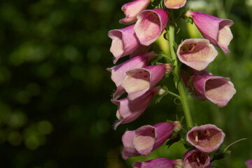 Foxglove Flower Spikes with Pink and Cream Blooms
