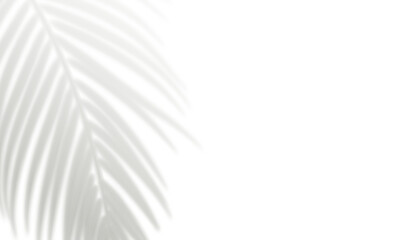 Realistic palm leaf shadow isolated on white background. Gray blurred shadows of tropical leaves. Design element for summer banner, flyer, poster, party invitation. Overlay effect. Vector illustration