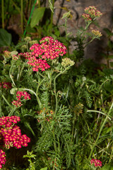 Yarrow Flowers in Bloom with Fern-Like Foliage
