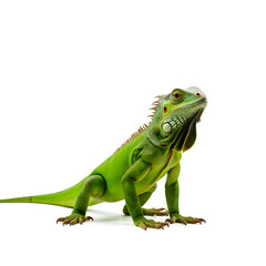 green iguana, isolated on a clean white background, detailed scales