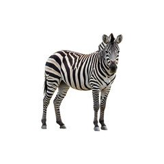 Fototapeta premium Realistic zebra standing isolated on white background