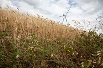 Parque eólico en campos de cereales