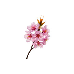 Cherry blossom branch with pink flowers blooming in springtime