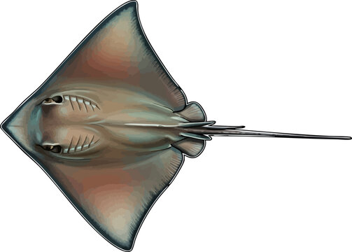 Stingray