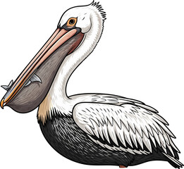 The Pelican