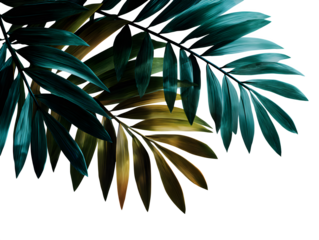 Overlapping layered shadow silhouettes of different tropical leaves on a white surface, minimalist artistic overlay style, isolated to transparent background