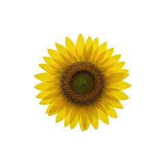 Fototapeta premium Bright yellow sunflower representing summer or natural beauty, centered on white background