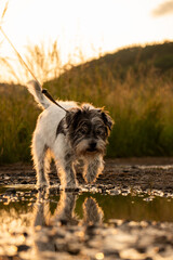 Hund trabt auf POV zu