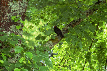 bird on a tree branch