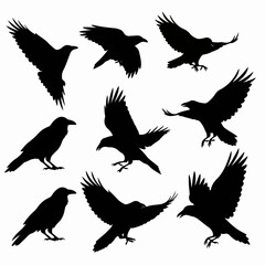Obraz premium Raven silhouettes in different flying and standing poses
