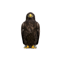 Obraz premium Bald eagle emoji standing tall with intense expression