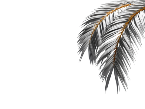 Palm tree leaf shadows cast on a white wall from a window, soft and abstract overlay style, isolated to transparent background