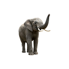 Obraz premium An elephant walking forward, trunk hanging low and ears out