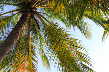 Under the coconut tree by the sea
