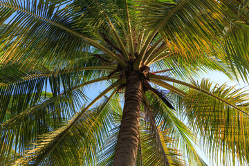 Under the coconut tree by the sea